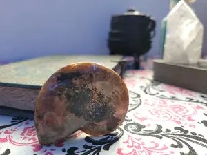 Rainbow Ammolite Conch #5