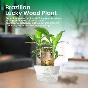 Lucky Brazilian Wood Potted Plant – Mini Brazil Wood for Hydroponics, 2025 New Desktop Decor with Plastic Tray Gift Ornaments