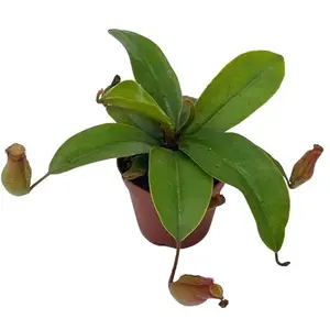 Winged Pitcher Plant, Carnivorous, in 2 inch Pot