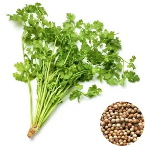 100 to 500  Slow Bolt Cilantro Seeds for planting - Non-GMO - Fresh Garden Seeds