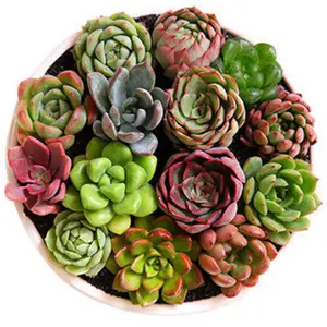 Succulent Arrangement Vibrant Random Mix Fully Rooted Home Office Indoor Plants Fast Shipping Non-GMO Seed Kit for Decorative Use Enhance Your Space with Natural Beauty