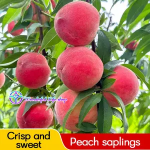 Georgia Beauty Peach Tree, Bare Root Living Tree, one of the most popular peach tree varieties! Suitable for courtyard, balcony, garden planting, it is the favorite of fruit tree lovers
