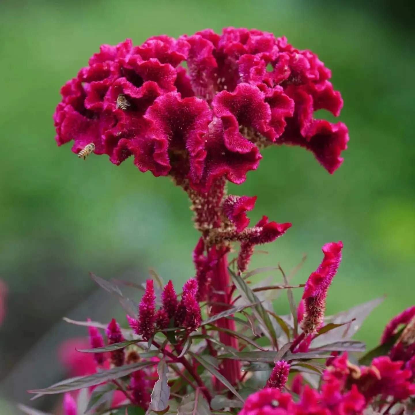 300 Celosia Seeds for Planting – Bright Cockscomb Flower Seeds for Garden Beds and Outdoor Planting, Seeds Only Not Live Plants