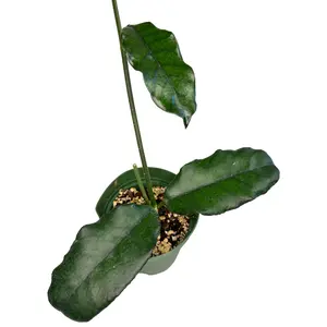 4" Hoya Globulosa – Live Plant
