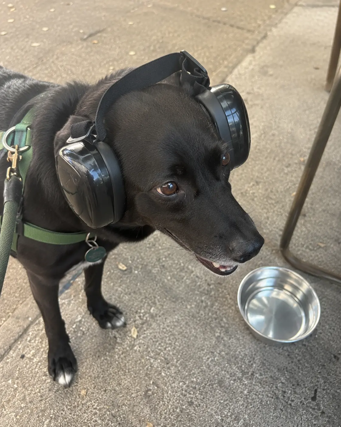 Noise-Canceling Dog Ear Muffs