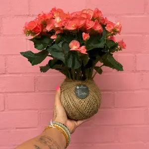 Begonia kokedama