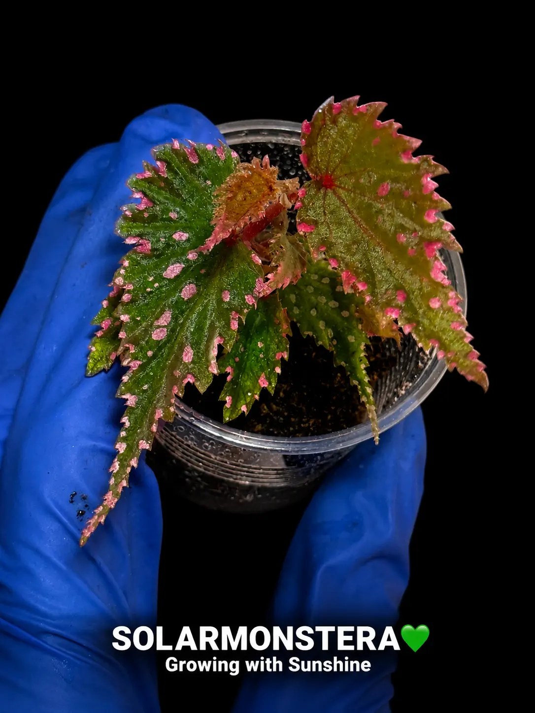Begonia Sumatran Pastries Rooted Cutting in Plug or Stratum