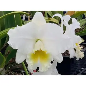 Rlc. Wendy Tanaka 'Volcano Queen' | BS 5" pot not in bloom