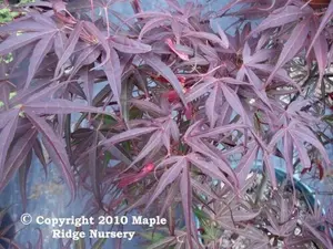 Acer palmatum 'Red Cloud' Thread Leaf Japanese Maple