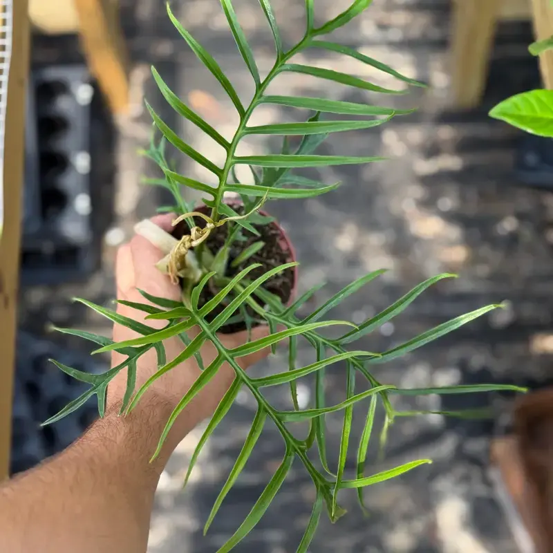 philodendron pinterest Philodendron pedatum  Fingered, Tree-Like Aroid