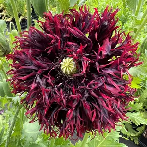 Black Swan Poppy Seeds (Organic) (Papaver sp.) – Dramatic, fringed blackish-red poppy flowers. Stunning ornamental for gardens and floral arrangements.