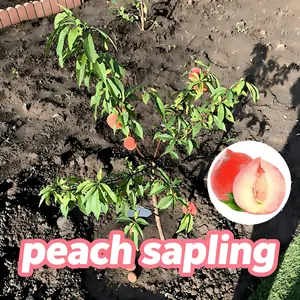 Red Refuge Peach Tree Seedlings - Sweet-flavored fruit with quick results, perfect for home gardens