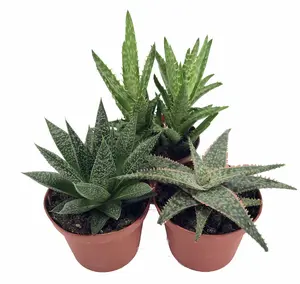 3 Different Aloe Plants - Easy House Plant! - 3" Pots
