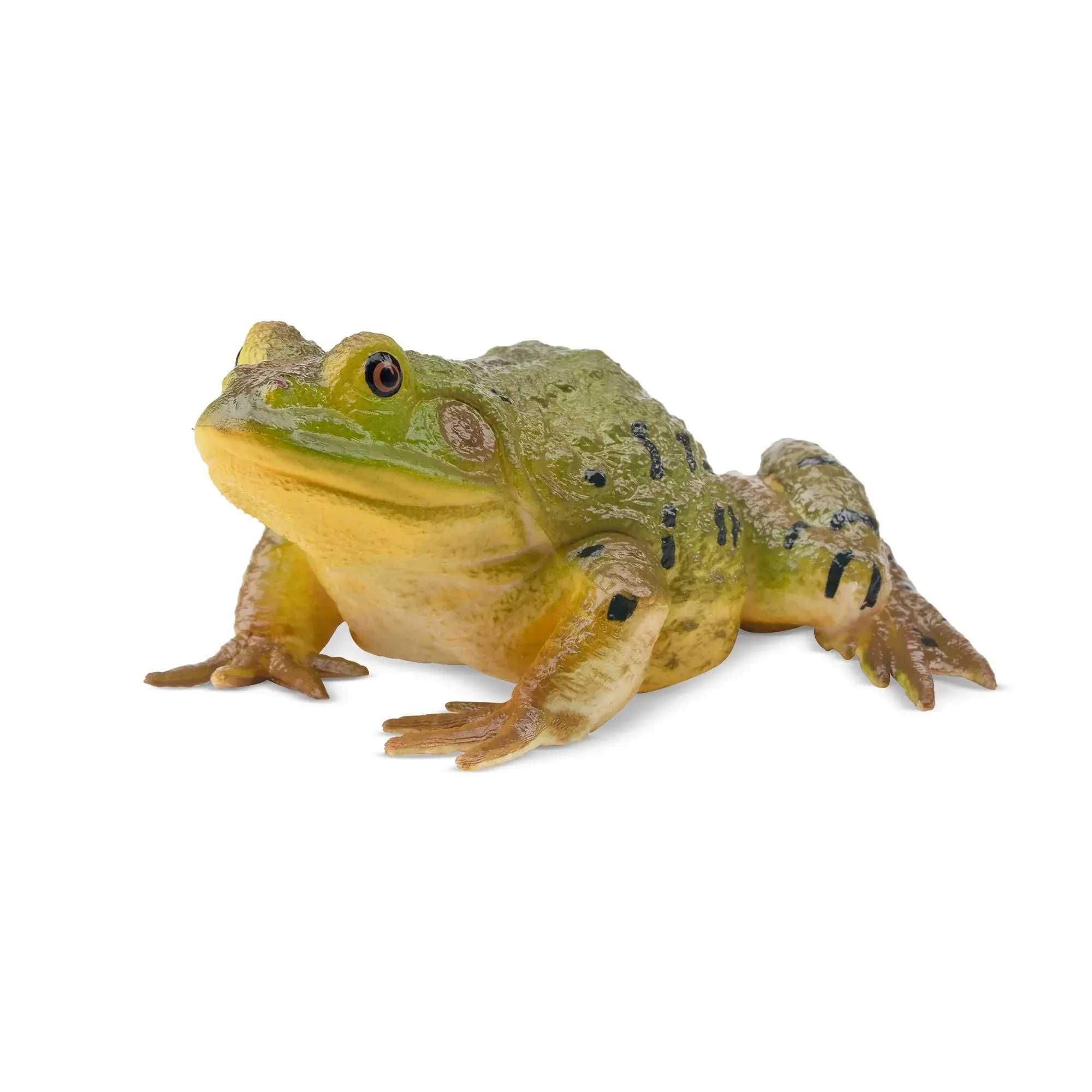 TOYMANY Hand-Painted Realistic American Bullfrog PVC Animal Figure - 3+ Kids Early Education Toy, Desk Decorative Accent, Collectible Gift with Box, Character Figure Reptile Model, Animal Figure Animals