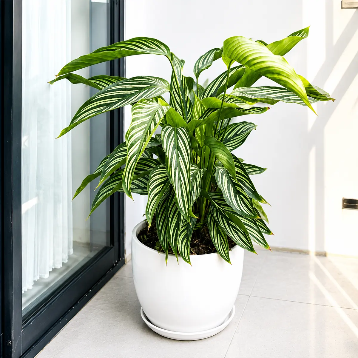 Calathea 'Vittata'