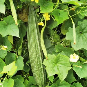 TomorrowSeeds - Buab Liam Angled Luffa Gourd Seeds -  Ridged Gourd Okra Bitter Melon Garden Sponge Soap Asian Vegetable Seed For 2024 Season Free Shipping