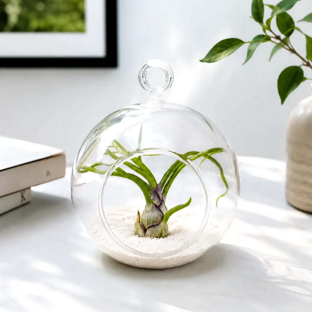 Air Plant Flat Bottom Hanging Terrarium (White Sand)