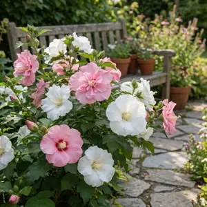 Fast Growing Hibiscus Seeds for Home Garden Decoration Non-GMO Easy to Grow Beautiful Flower Seeds for Balcony Yard Planting Hardy Perennial Flowers Seeds for Beginners