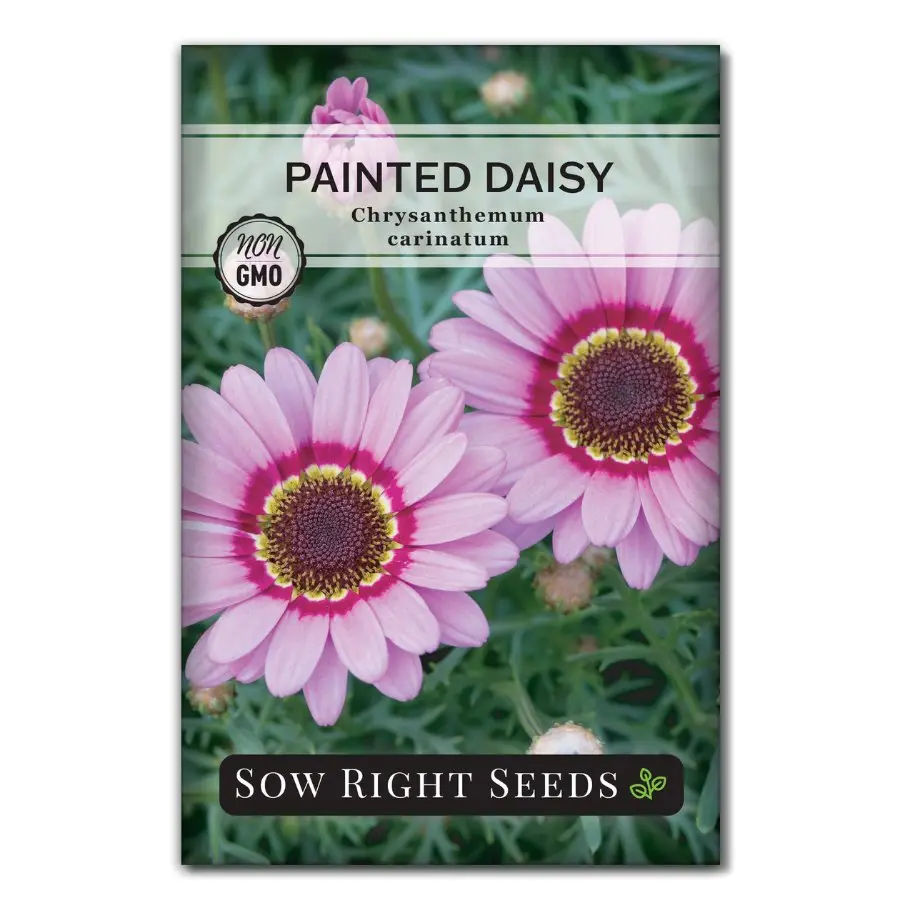 Painted Daisy