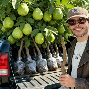 Guava Tree Live Plant, Heirloom Fruit Tree Sapling for Potted, Greenhouse and Outdoor Garden Growing, Easy to Grow