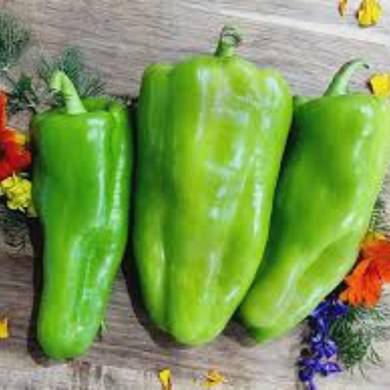 Cubanelle Sweet Pepper Seeds Organic (Capsicum annuum) – Sweet, thin-walled peppers; ideal for frying or stuffing, called Italian Frying Pepper.