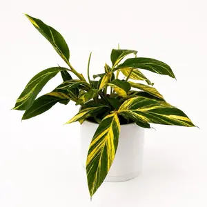 Variegated Ginger Live Tropical Plant, 6” Pot, Rare Yellow & Green Foliage Houseplant for Indoor & Outdoor Decor