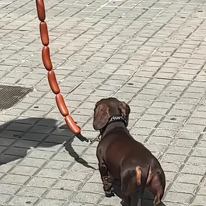 Fun sausage-shaped dog leash for small and medium-sized dogs, cartoon design, durable rubber handheld leash - unique and fun shape, a must-have for pet owners. Ideal for walks and outdoor adventures, a great gift for dog lovers