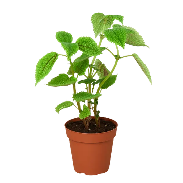 Pilea 'Moon Valley' - Lunar Leaf Bliss: Unique Textured Houseplant in 4" Pot