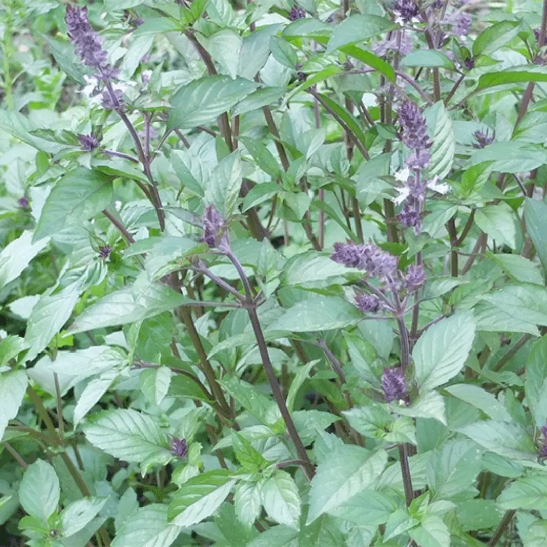 Organic Anise Basil Seeds (Ocimum basilicum 'Anise') – 60+ seedsAromatic Herb with Licorice-Like Flavor