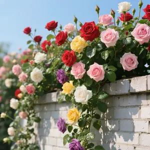 200 Mixed Rose Seeds - Beginner-friendly, can be planted indoors and outdoors, stress-relieving and therapeutic planting experience, a must-have for home decoration