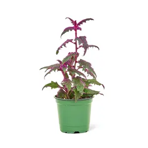 Purple Passion Plant, Small