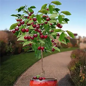 Black Cherry Fruit Tree Live Plant Seedling - Prunus serotina, Great for Home and Garden Yards Planting
