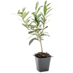 Dwarf Fruitless Olive Tree | Live Sapling in 2.5 Inch Nursery Cube | Olea europaea 'Little Ollie'