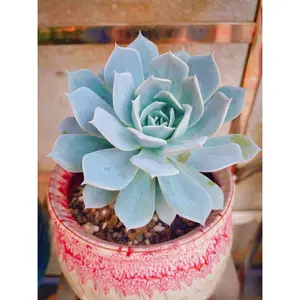 2"Live Succulent (blue bird)