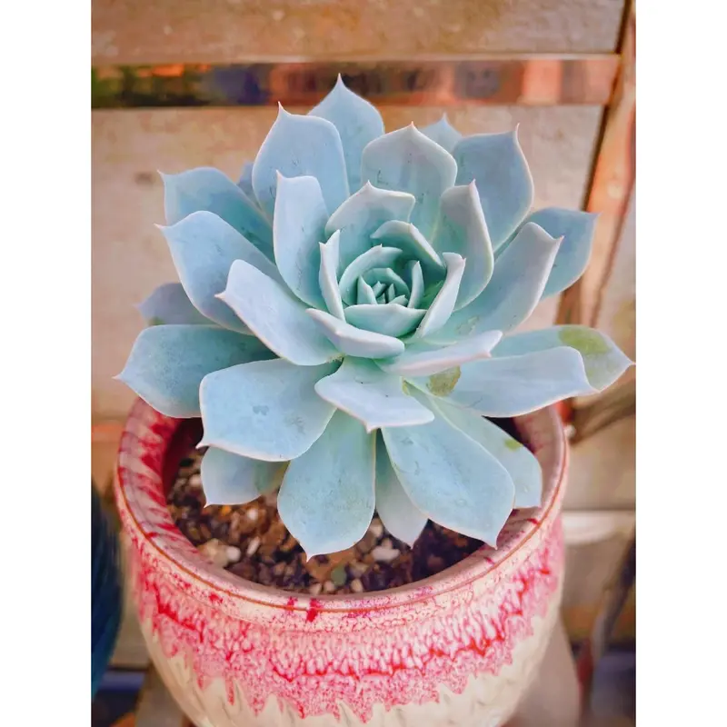Tiny succulent nursery - TikTok Shop
