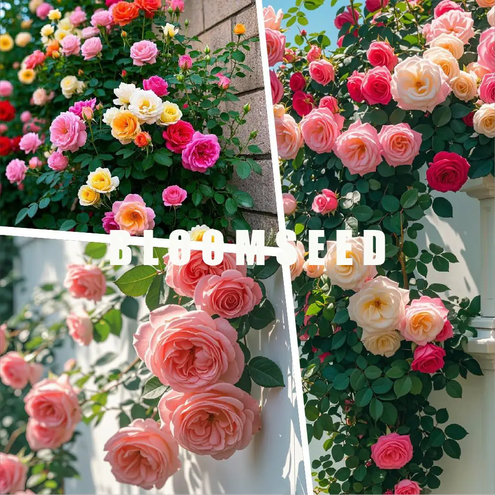 500P/CS+ mixed climbing rose seeds - Easy-Grow Perennial Flowers with 180-Day Blooms, Perfect Gift for Gardeners (Organic Kit + FREE Engraved Plant Ma