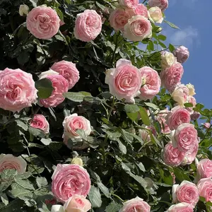 300 Pcs Climbing Rose Seeds – Mixed Colors, Non-GMO Perennial Vines for Outdoor Garden Décor & Home Landscaping