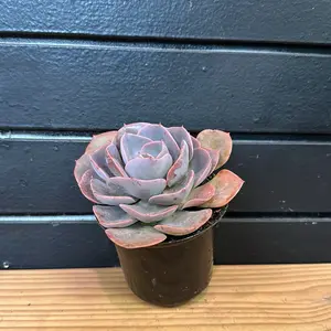 Echeveria lilacina pink ghost echeveri  Succulent 4 Inch Pot