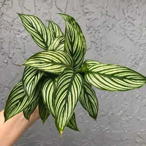 4" Calathea 'Vittata’
