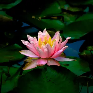 20+ Lotus Mixed planting - Beautiful climb outdoors to watch roses climbing long bloom