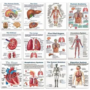 12pcs/set Human Biology Anatomy Posters Illustrations Skeleton Skeletal System Cardiovascular System Canvas Printing Wall Art Picture for Medical Room Home Decor Gifts Art Wall Decoration