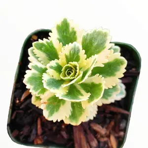 Sedum takesimense Atlantis™ Variegated Sedum takesimense Atlantis™ Variegated