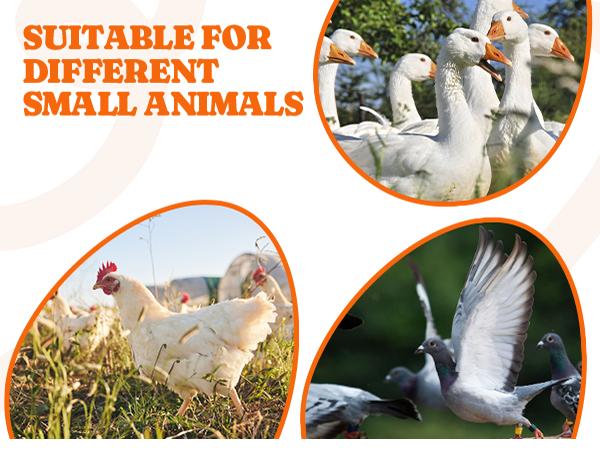 Pawtners Chicken Nesting Box Pads, 6-Pack Value Washable Reusable Silicone Mat Liners (12x12in) for Chicken Coop Hens, Egg Protection, Reduces Cracking Poultry Bedding Mats