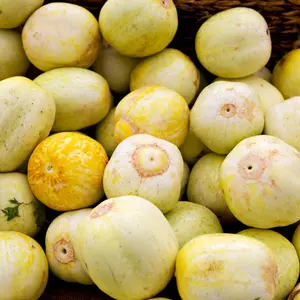 Lemon Cucumber (Cucumis sativus 'Lemon') Organic Seeds – Round Yellow Fruits, Mild Sweet Flavor, Perfect for Salads