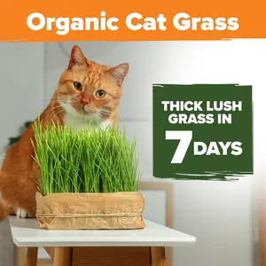 Cat Grass Seeds – Smooth Tasty Ryegrass HOME GROWN Organic Cat Grass Seeds (One pack: 20g seeds) Heirloom Cat Grass Seeds for Indoor Cats, Ready in 7 Days,High Germination,Oat & Barley Pet Grass,Hairball Relief