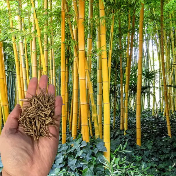 50 Golden Groove Bamboo Seeds – Fast-Growing Ornamental Bamboo for Privacy Screens, Windbreaks, Indoor Containers & Zen Gardens, Premium Seeds Pack for Landscaping