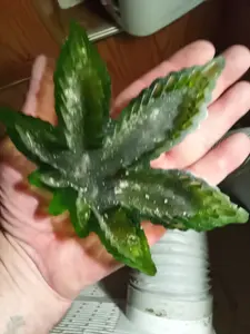 home decoration