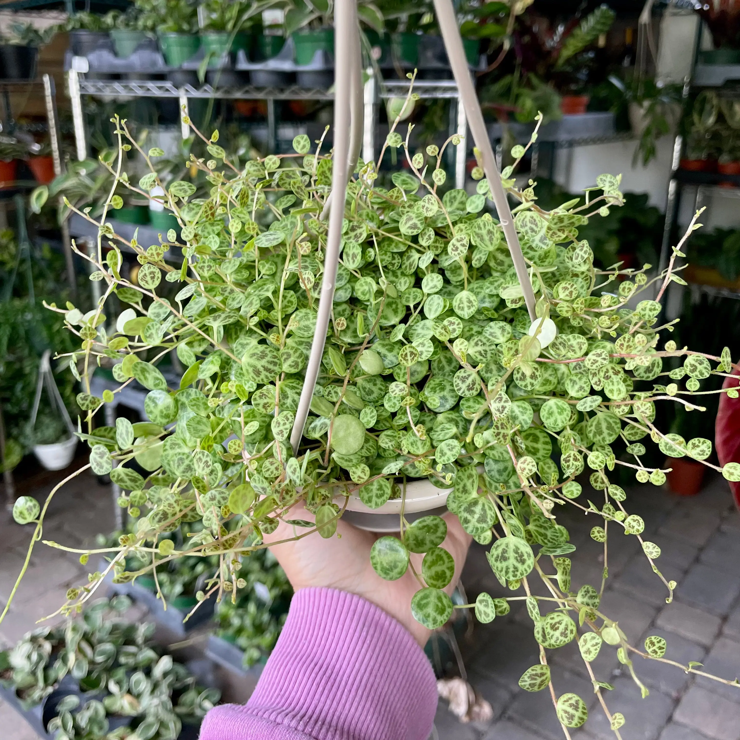 4.5” Peperomia Prostrata ‘string of turtles’ hanging basket