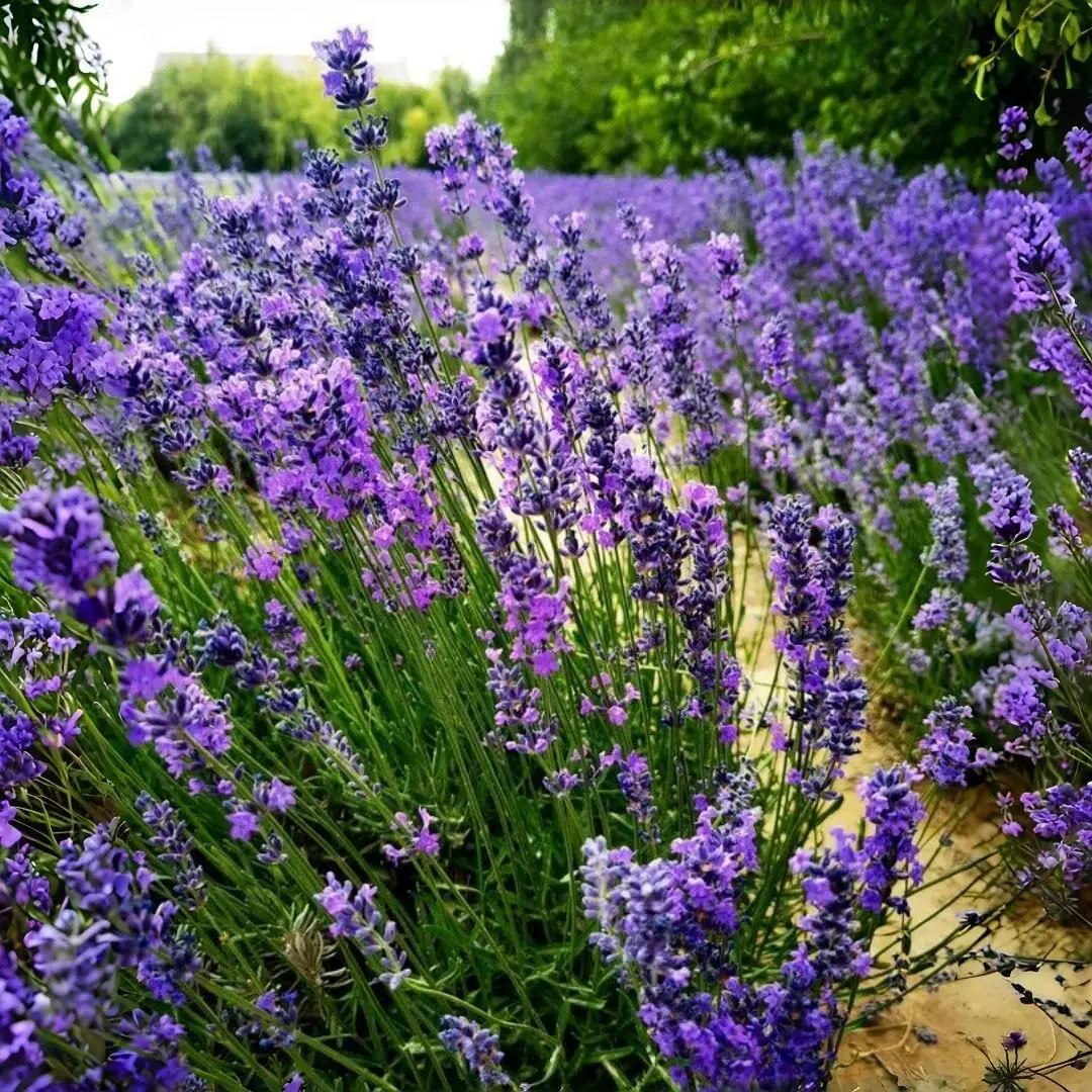 2000 Pcs Non GMO English Lavender Seeds  Wildflower Seed for Planting Indoor/Outdoor, High Germination, Plant Flower Seeds (Lavandula antustifolia)