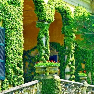 120 Japanese Ivy Creeper Climber Mix Seeds - Rare Parthenocissus Tricuspidata Perennial Vine